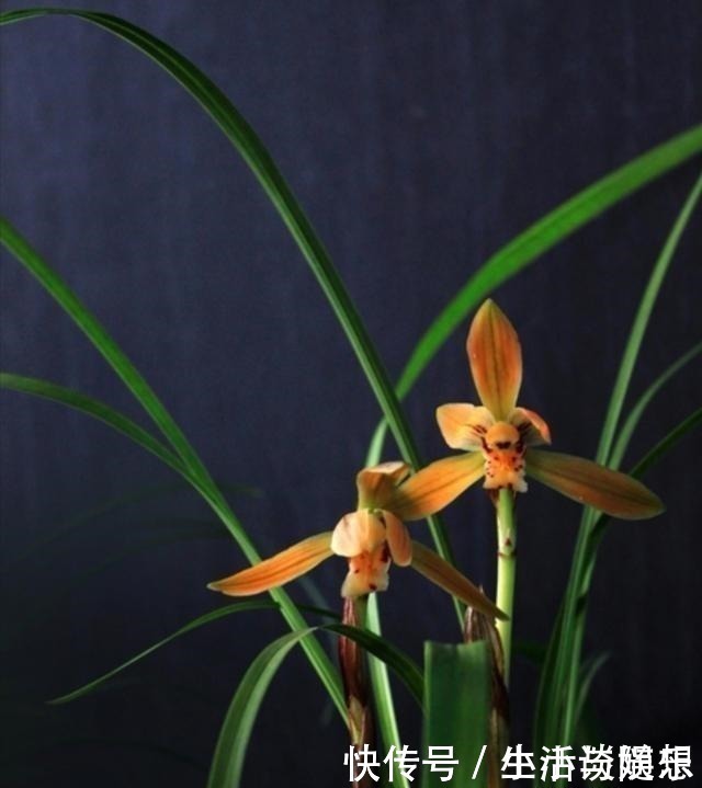 花莛|养兰新手必知,要便兰花多发苗、发壮苗,“这个动作”不可不做!