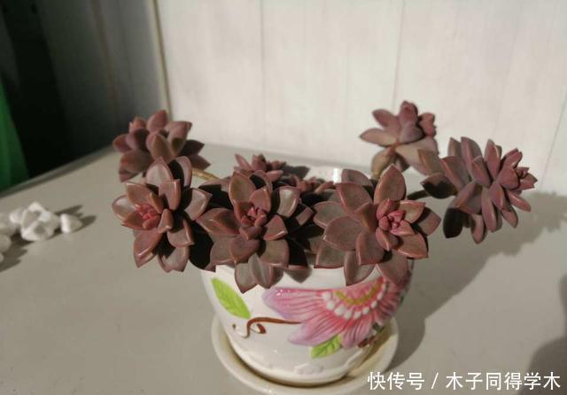 叶子|最好繁殖的三种花,掰一把叶子撒土里,疯狂长根爆芽