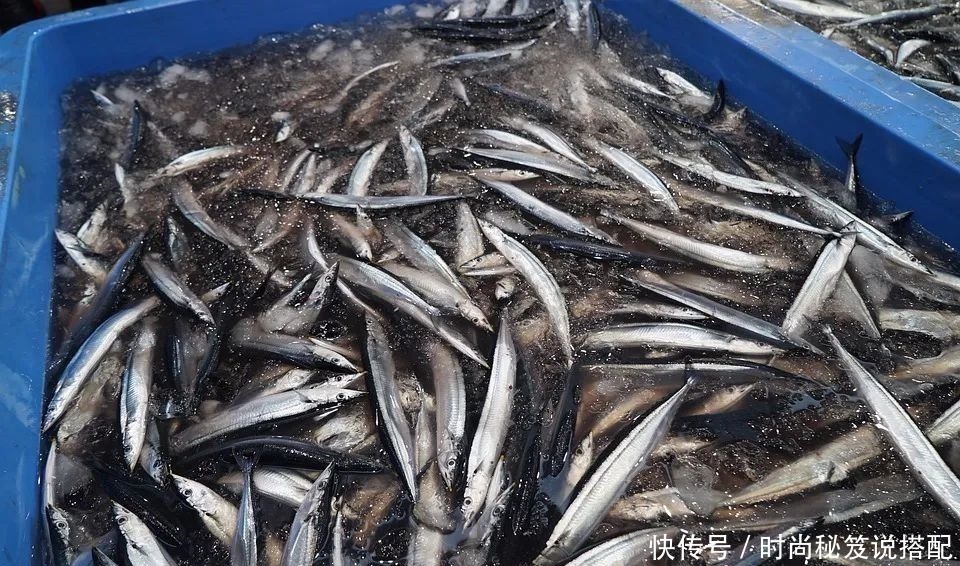 腥气|菜场碰到这鱼，我从不讲价，一次准买好几斤，香煎烧烤最美味