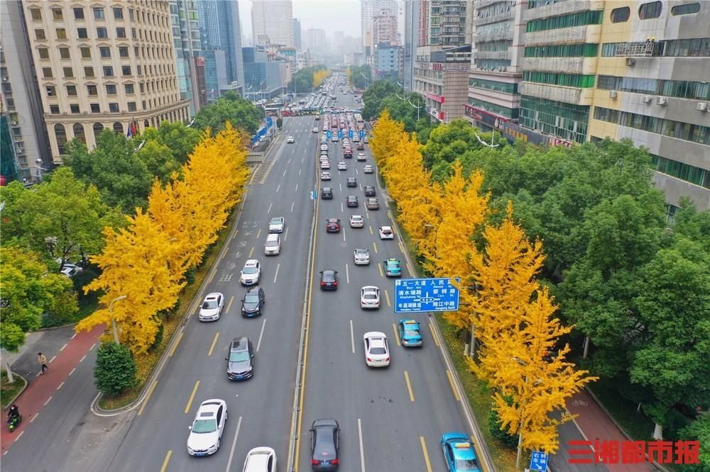  长沙|图集丨长沙芙蓉路金蝶飞舞满枝黄