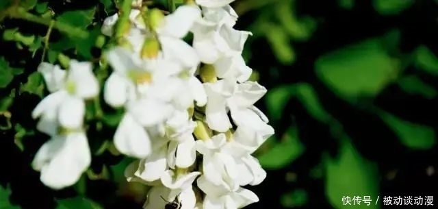 槐花煎饼 郑庄槐花开了!明天10:00为您直播~