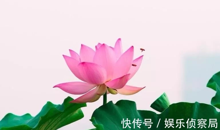 桃花|近期内，缘分和桃花掏心掏肺，真爱袭来，与爱情牵手的四大生肖！