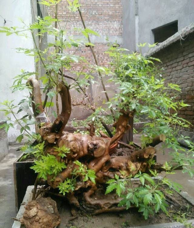 黄荆盆景老桩根部刚萌发的新芽到底要不要抹掉生桩和熟桩有区别