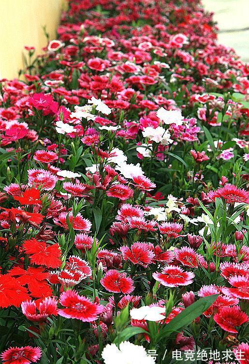 13种“漂亮花”,零下20度也冻不死它,大雪天依旧能开,又香又艳