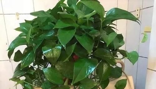 最厉害的养花营养液:给花喝一勺,四季油绿,花开满盆!