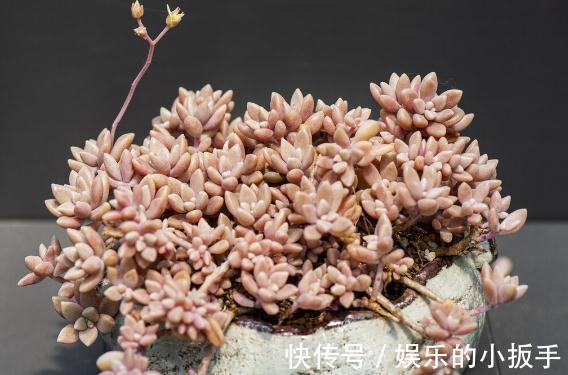 多肉过冬有“5怕”,避开了,零下五度冻不死,还能越冻越美丽