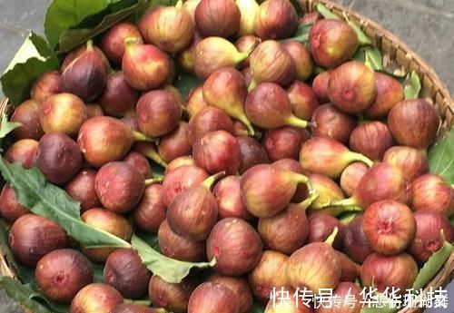 显老|女性不想过早显老,晚上当零食吃几个,皱纹淡了,腰间赘肉少了