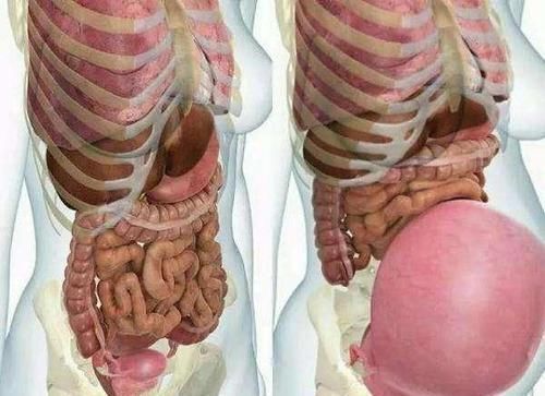 便秘|怀孕280天,孕妇的内脏都去哪了?一张图告诉你“妈妈的伟大”