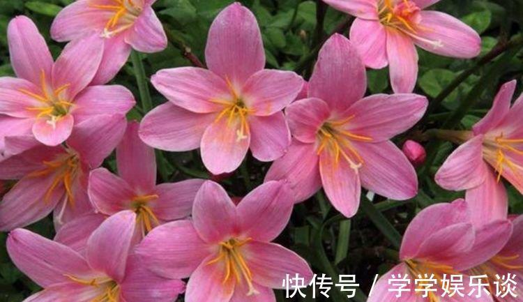 味极香|4种花是爆盆“能手”,花开一茬又一茬,满屋飘香,天天好心情!