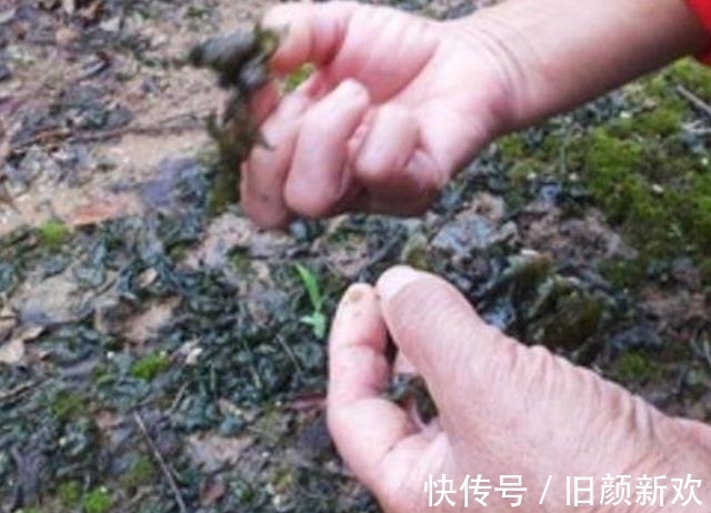 营养价值|雨后农村的山上会长出“脏野菜”,营养价值很高