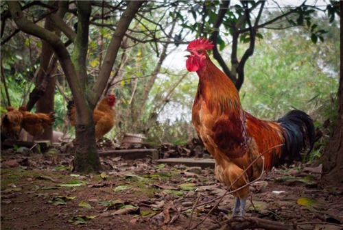 老农模仿《咏鹅》写《咏鸡》,获万元大奖,网友效仿却出尽洋相