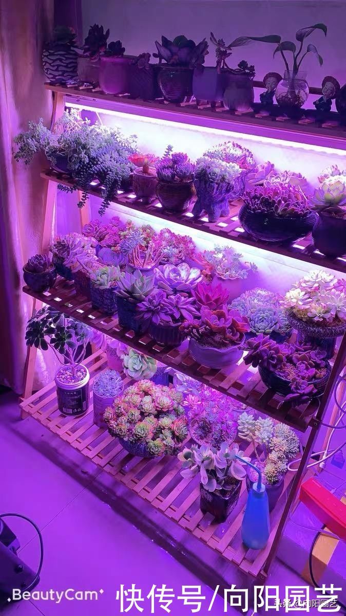 多肉为什么会徒长?哪些原因引起徒长?我们应该如何避免?