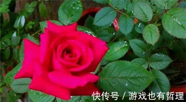 花朵|30个浓香月季品种,你喜欢哪一种养一棵满院飘香!