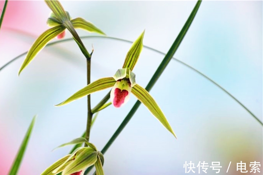 此兰花是我国“独有”，古香古色，花姿修长而清瘦，不输名贵品种