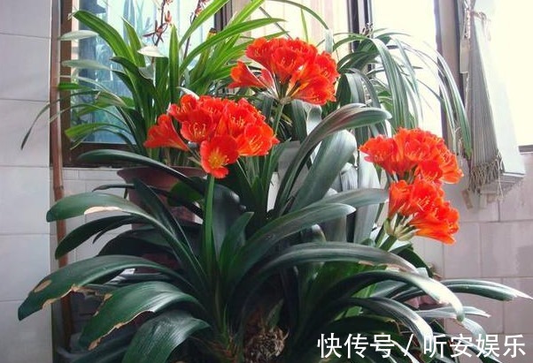 养花“3种”黄金土壤,不黄叶、不烂根,蹭蹭长爆盆,一学就会