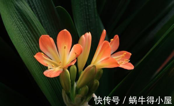 提高君子兰开花率的4种“宝贝”,第一种免费,第四种自己能制作