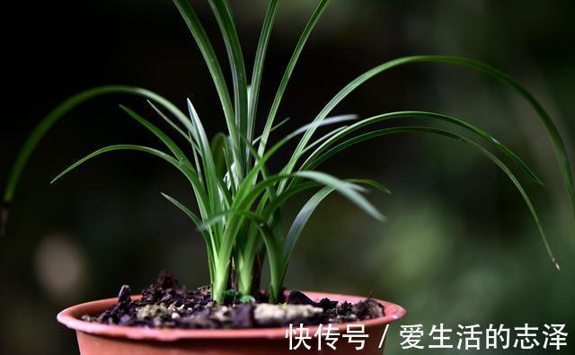 家养|夏天养兰花，究竟能不能淋雨？兰友：最怕这样淋