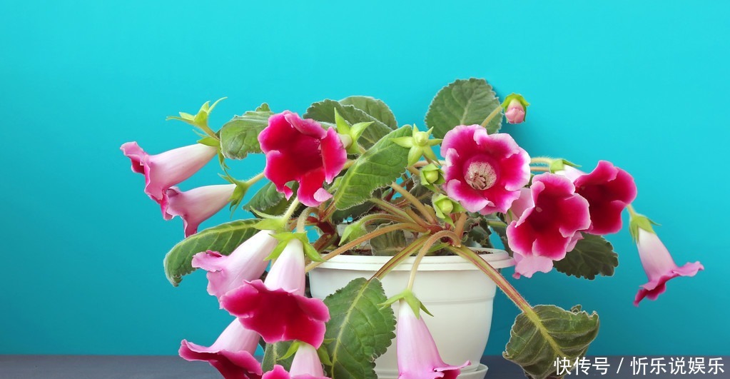 家里|4种花花期超长,家里养一盆四季有花赏,又美又好养