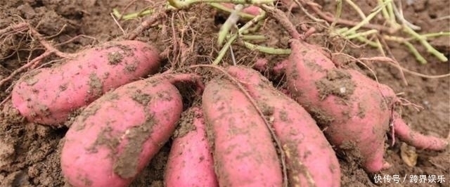 奥地利维也纳大学|吃完红薯一小时之内，不能碰此物，偏偏很多人犯错误，早知早好