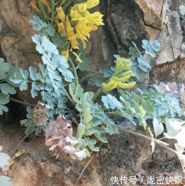 岩连|山上的“野草”，晒干后1斤价值“80元”，却少有人摘，植株珍贵