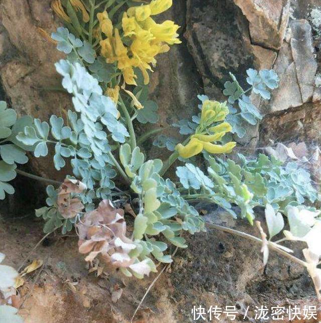 山上的“野草”,晒干后1斤价值“80元”,却少有人摘,植株珍贵