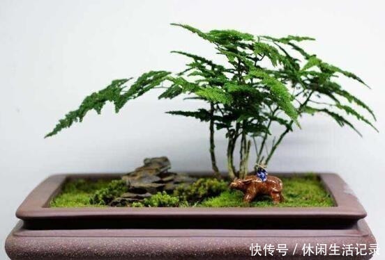 潮湿|文竹动不动就黄叶可能犯了这3个“错误”,做错一点也没“辙”!