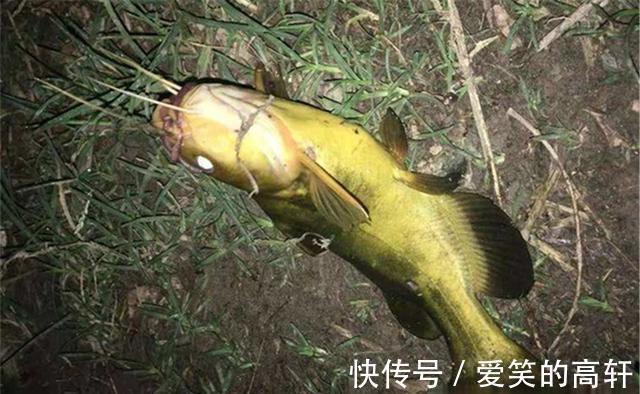 串钩|夏季夜钓黄颡鱼,最省时省力,莫过于串钩钓法,渔获相当有保证