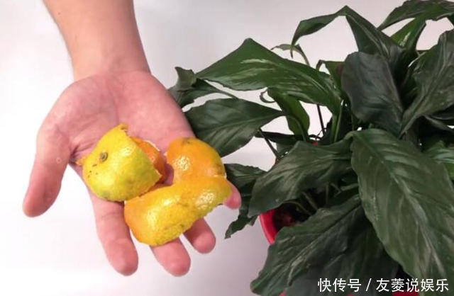 花盆里滋生小虫子怎么办花卉市场老板教我一招,虫子不再有!