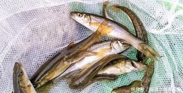 忠告|真的可以避免小杂鱼的骚扰吗?一个老钓鱼人的忠告