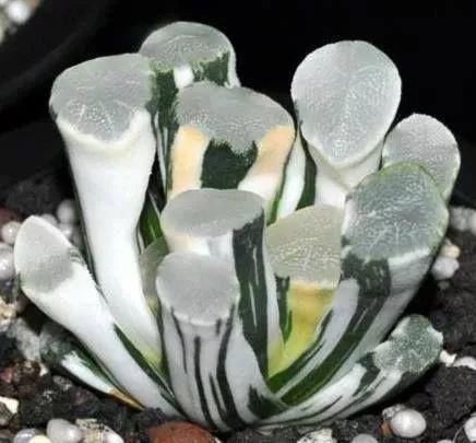 世界上最名贵的花,一盆就是一座房子!