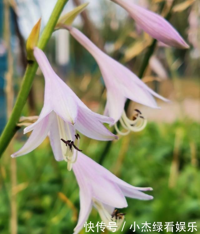  开花|冬天庭院里也能养花，玉簪特耐寒，下雪也能开花