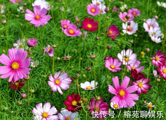 懒人|懒人都养不死的几朵花,娇憨可爱,好看好养活,次次开花爆盆