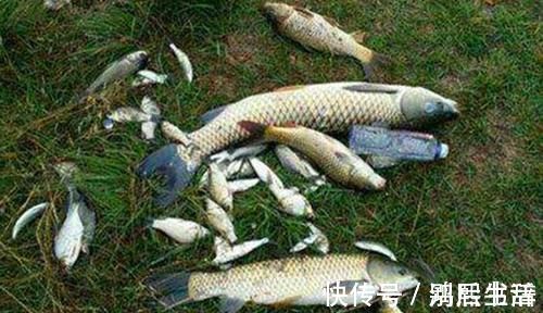 睡铅|野钓必杀技:盘点这些“某铅”钓法,你会用多少种?