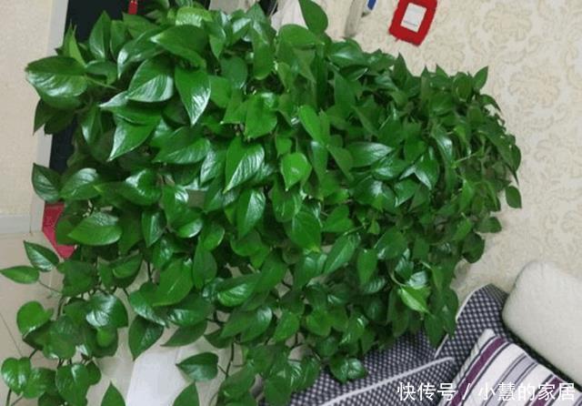 冬天水浇不好,你的花也养不活了!
