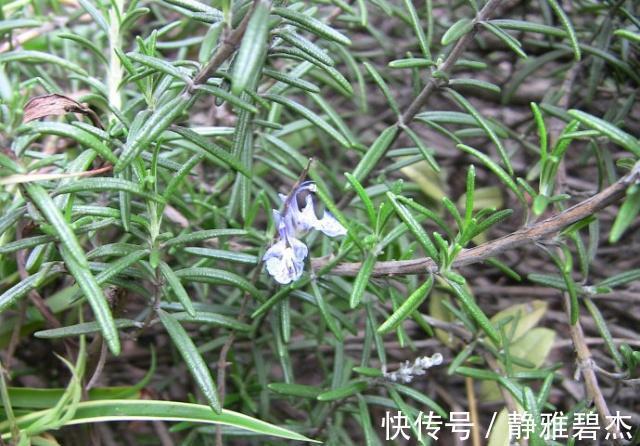 迷迭香|农村一野草,老人拿它洗头发,价值珍贵,能遇到是走狗屎运