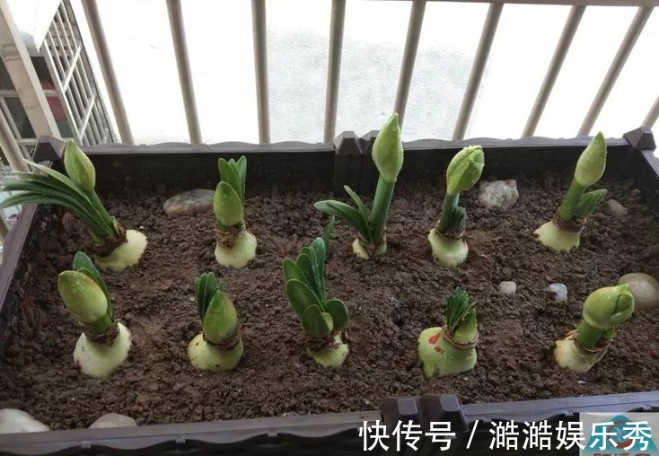 喜庆|路边捡的“洋葱”,种在盆里没管,今年又开花了,妈妈说“喜庆”