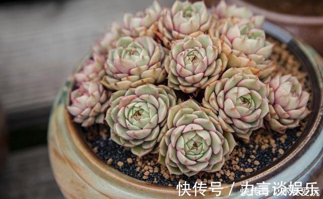 根系好的多肉,平时有这3种表现,及时培养快速长成老桩