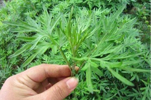 中医|一把艾叶竟治好十年的颈椎病!艾叶为何能治颈椎病?听中医说两句