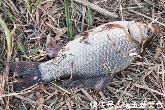 钓鲫鱼时出现两大特征，立即改钓底为钓浮，新手爆护也不难