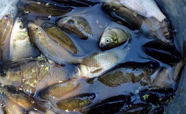 垂钓|深秋钓鲫鱼,用好这两款饵料和一种调钓方法,渔护装满就半天的事儿,莫不信