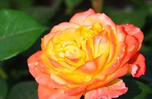 喜欢牡丹,不如养盆“玫瑰珍品”宠爱小姐,花开靓丽,极为少见!