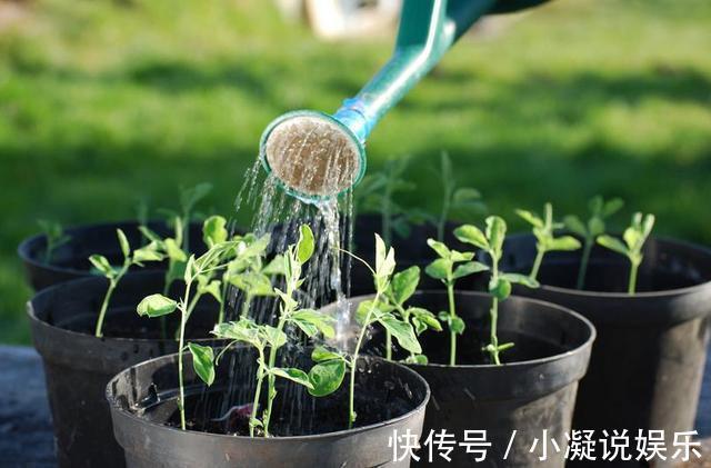 花都是被浇死的！用这招养花，随便养养都爆盆