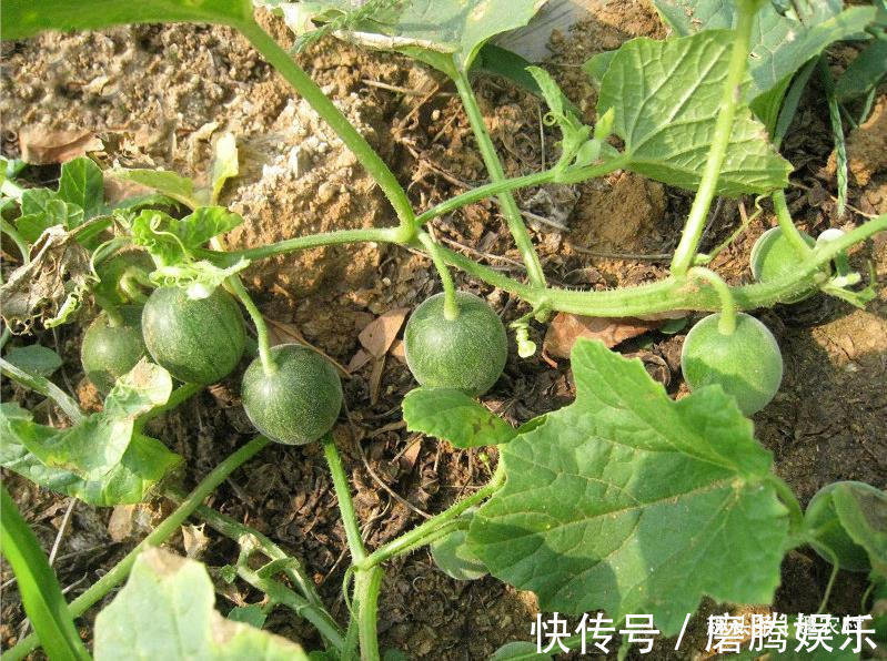 蛇莓|小时候常见又叫不上名的植物,终于知道叫啥了,太全了