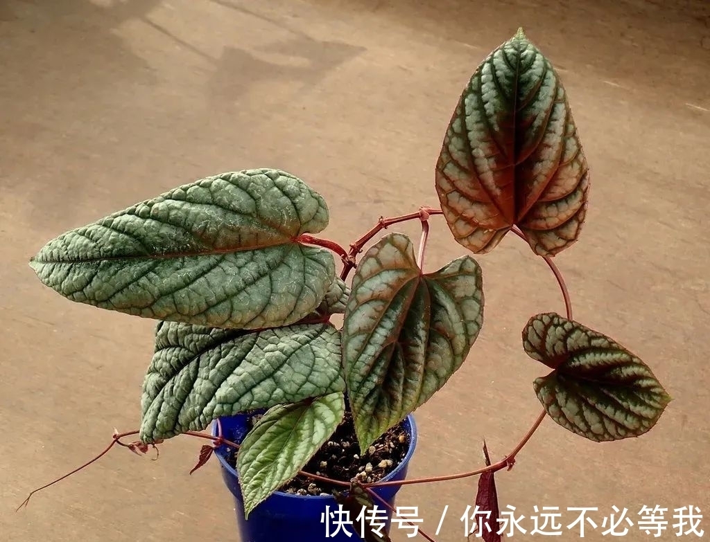 在室内养一盆可以爬藤的锦叶葡萄藤,叶子有金属质感的彩叶植物