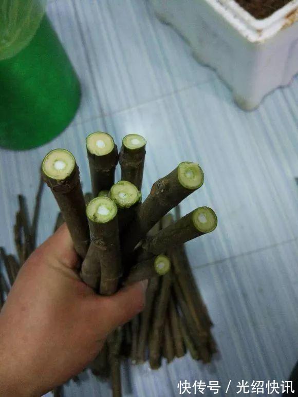 大粗杆插土里,7天生根,当年结果压弯枝,不用买水果了!