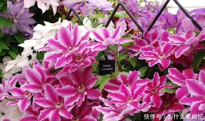 适合阳台养护的花卉,阳台开出花海,全年开花不断