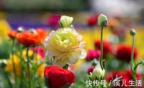 观赏价值|新手就养4种花,好养易爆盆,养上一盆四季欣赏,好养活还不贵