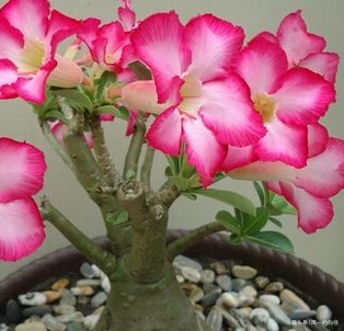 家养沙漠玫瑰总是难开花只需做好这几点，轻松花开爆满盆