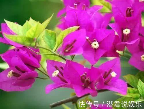 梅多|夏季养护三角梅突出做好“四勤”,枝繁叶茂,连续开花满枝头