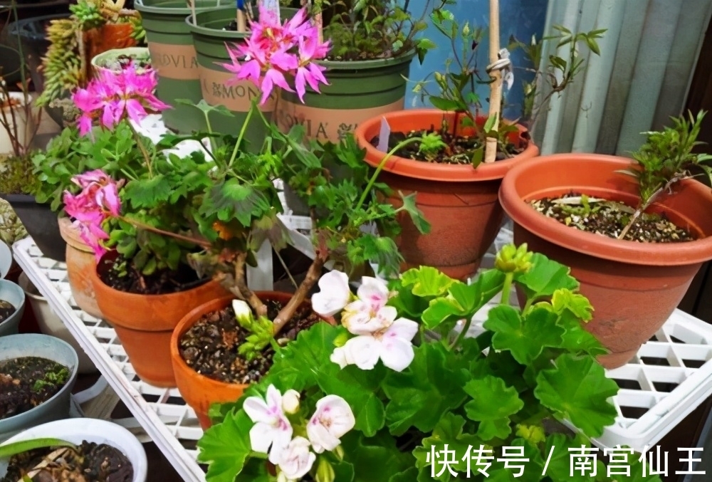 低气温养花,这“3少1多”要注意,否则盆栽熬不过冬天